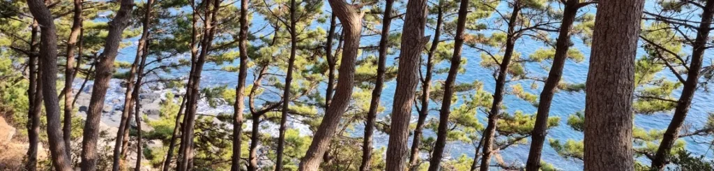 Header image for thecoderover blog taken from my world. Looking through the pine trees on a rocky coastline.